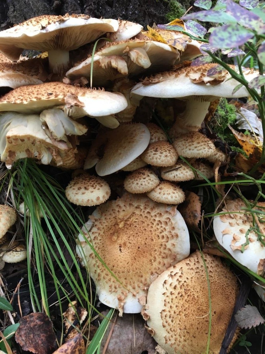 Паутинник красный браслетчатый