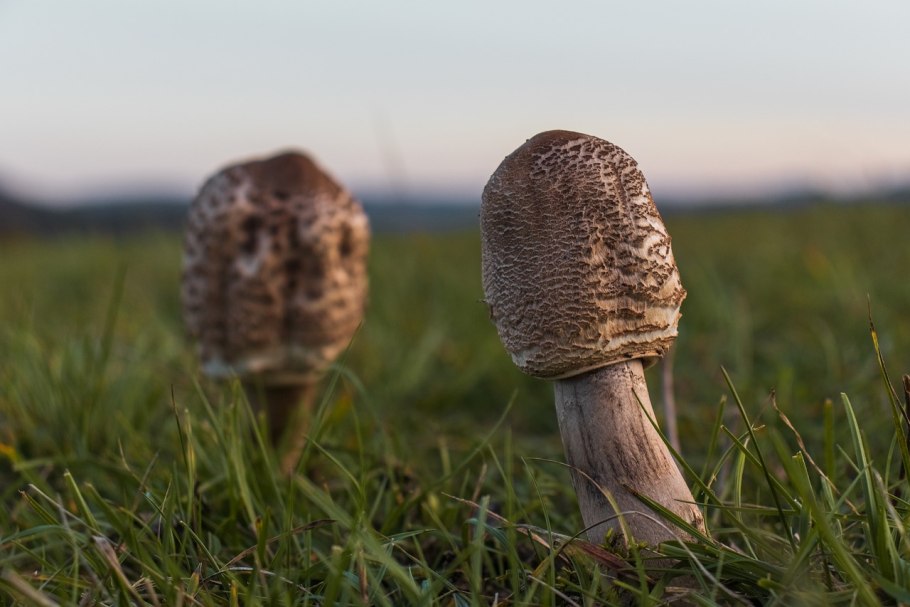 Маслята, сыроежки, подосиновики