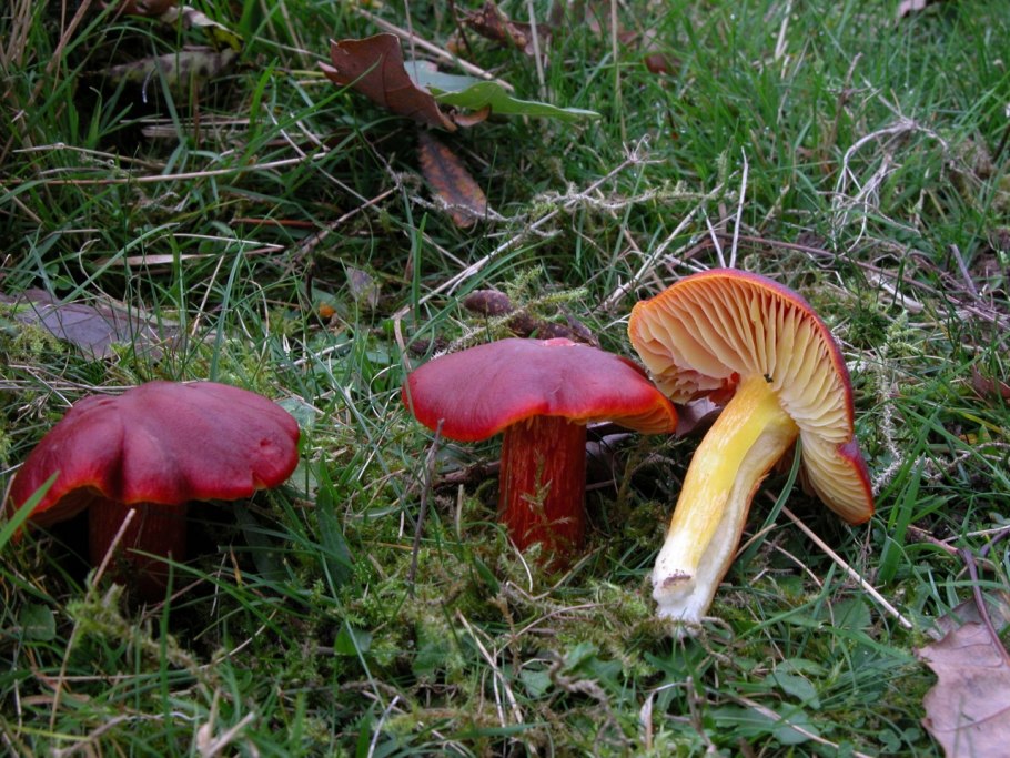 Гриб Hygrocybe punicea