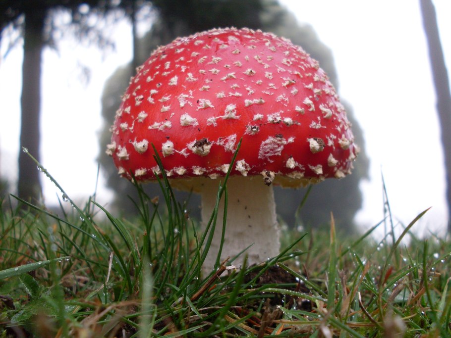 Мухомор краснокнижный