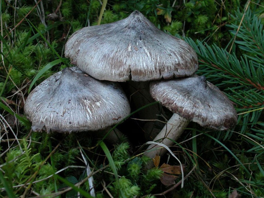 Рядовка ядовитая (Tricholoma pardinum)