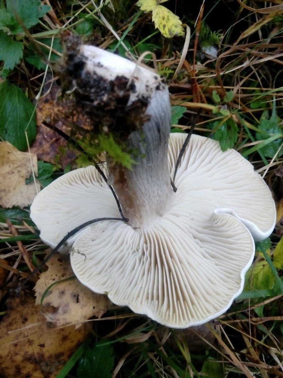 Рядовка обыкновенная