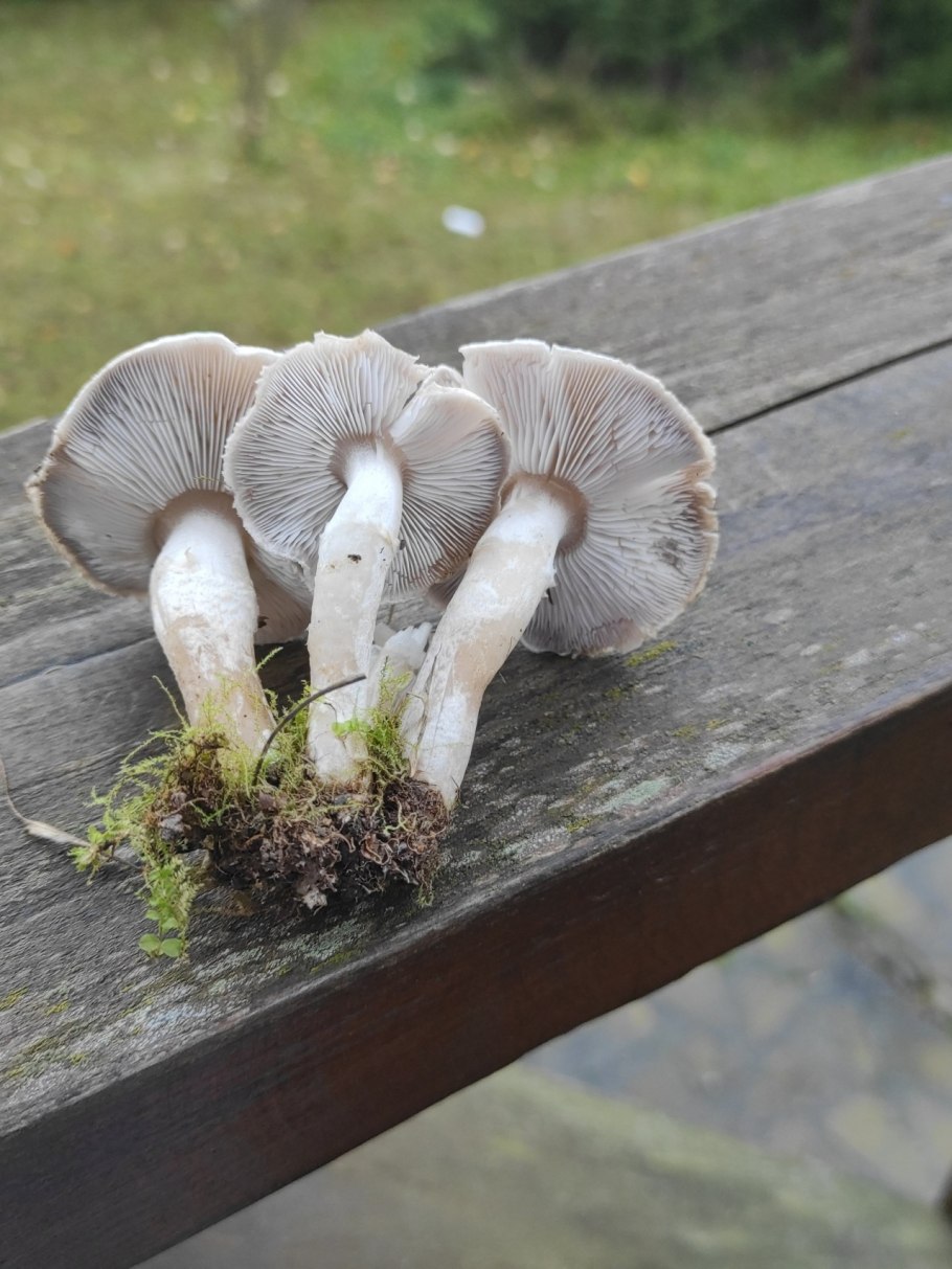 Рядовка землистая Tricholoma terreum