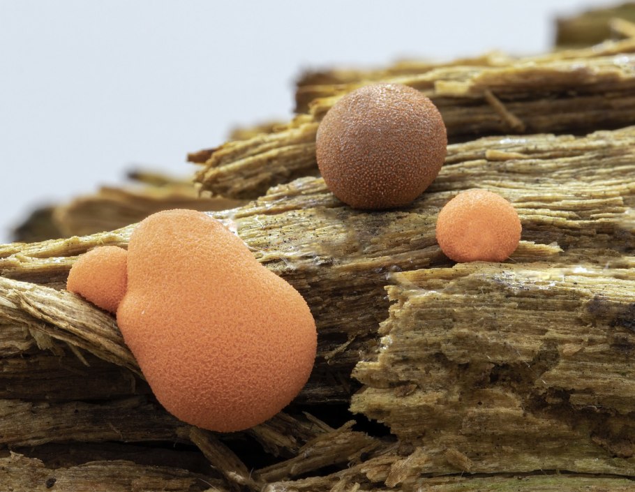 Акразиевые слизевики