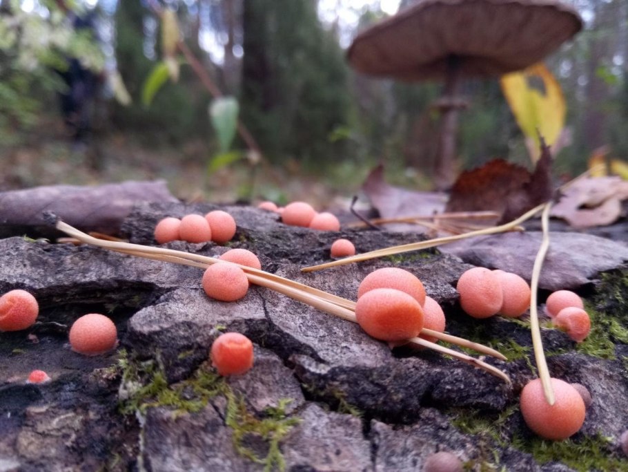 Ликогала древесинная Lycogala Epidendrum