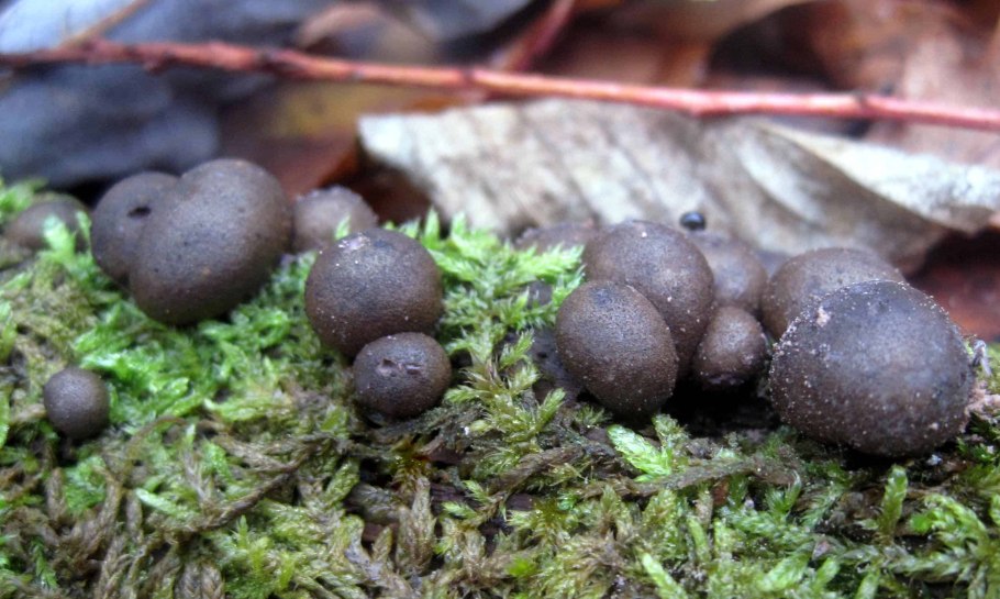 Ликогала древесинная Lycogala Epidendrum