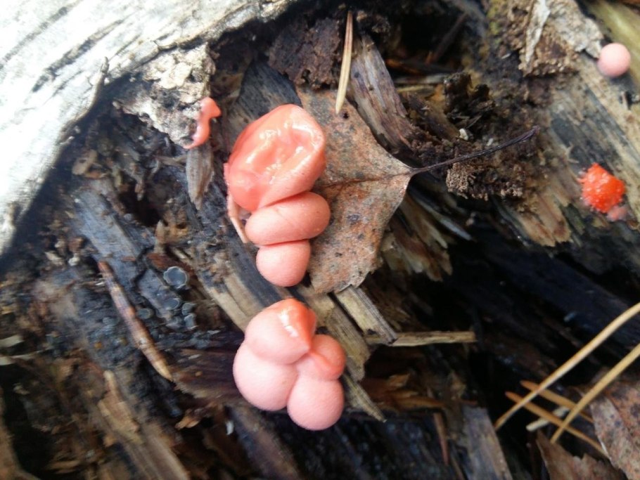 Стемонитис слизевик