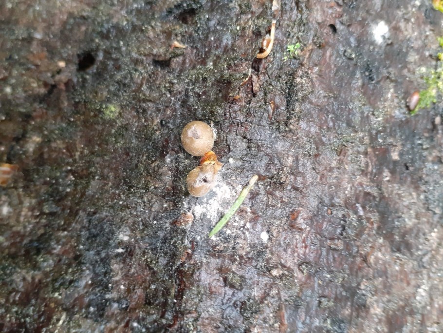 Ликогала наземная