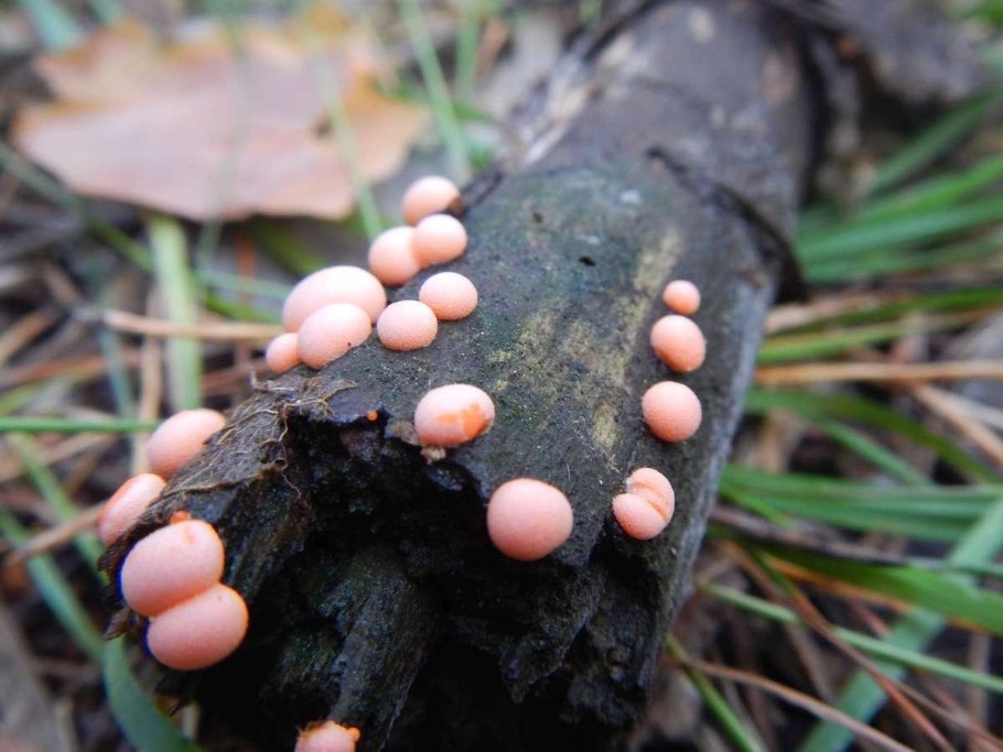 Ликогала древесинная Lycogala Epidendrum