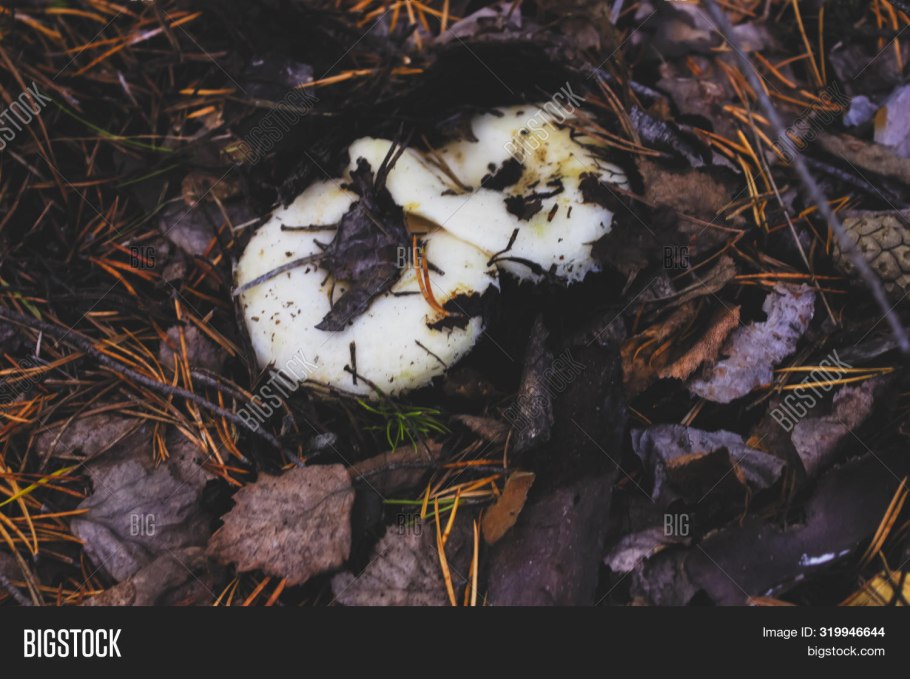 Гриб белый груздь