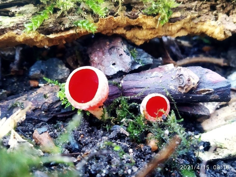 ЛИКОГАЛЫ древесные