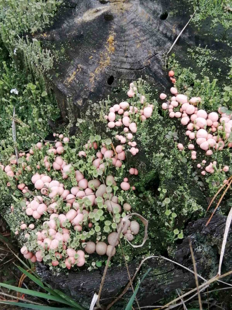 Ликогала древесинная плазмодий
