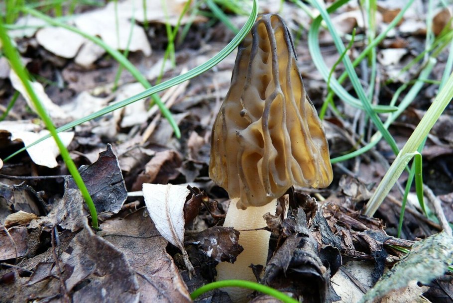 Сморчок полусвободный