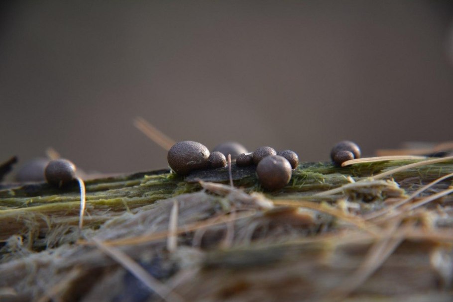 Ликогала древесинная