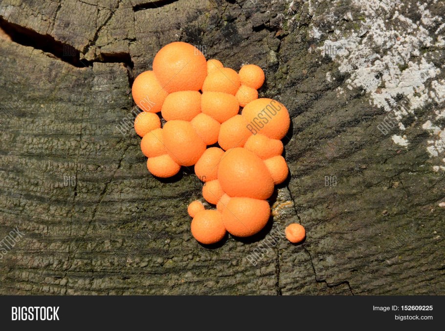 Ликогала древесинная