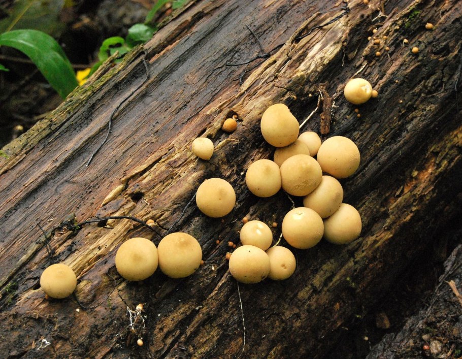 Ликогала древесинная (Волчье молоко)