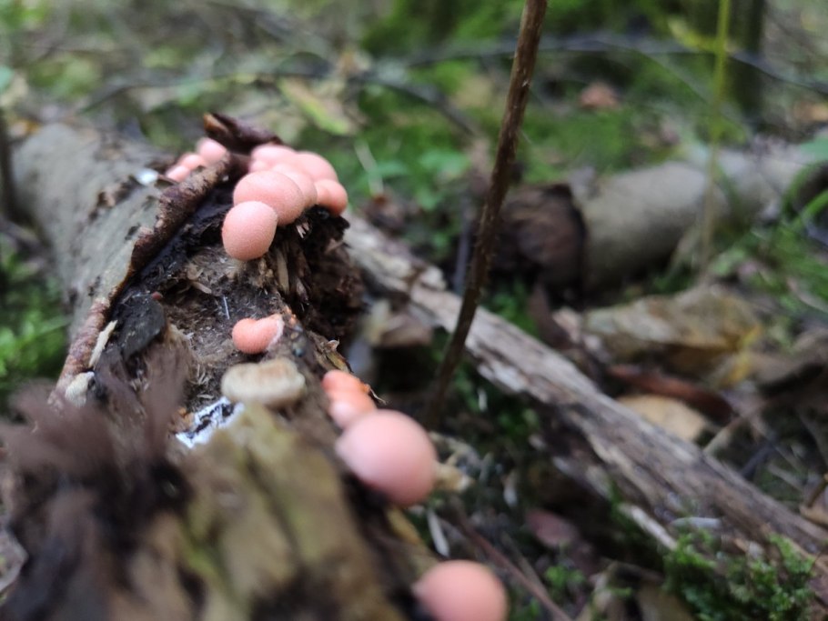 Black Mushroom высо
