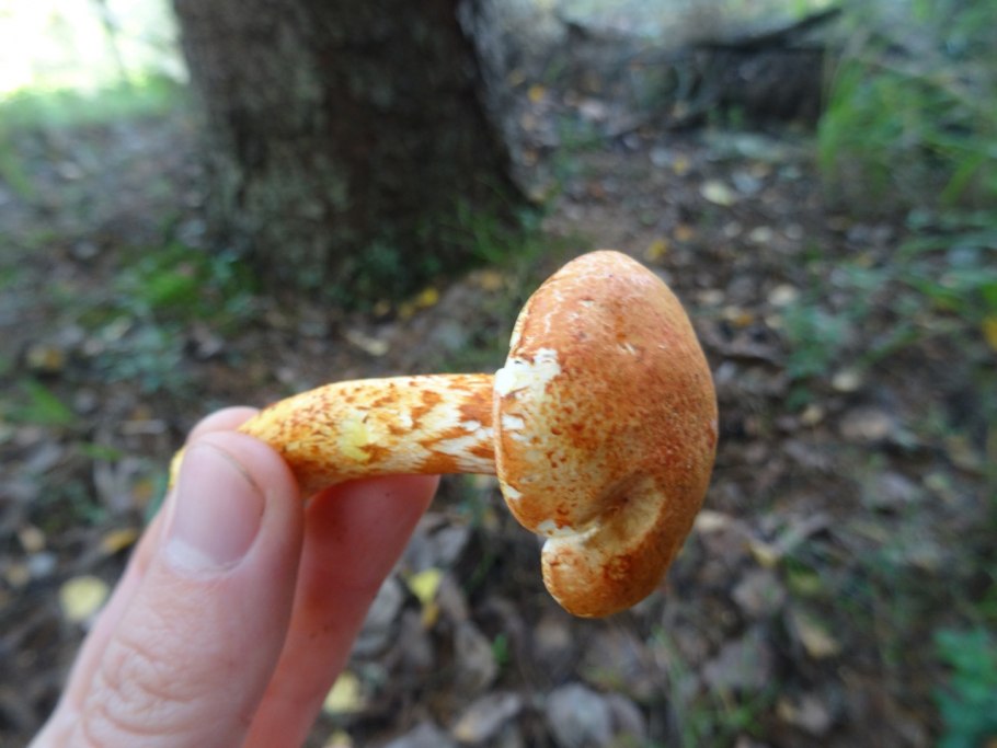 Паутинник ленивый cortinarius bolaris