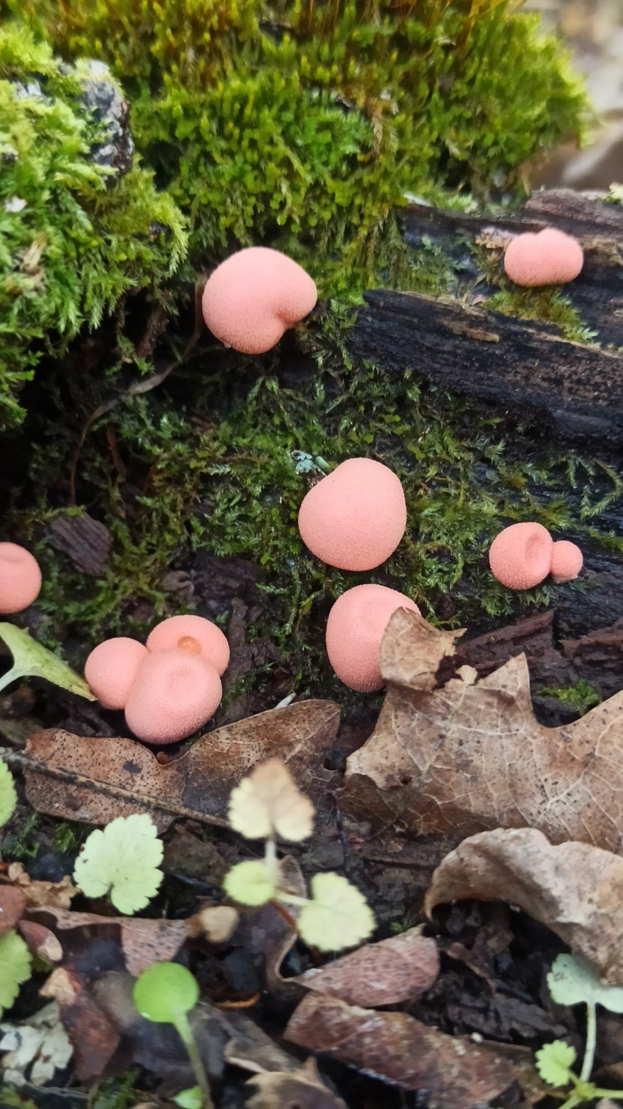 Ликогала древесинная