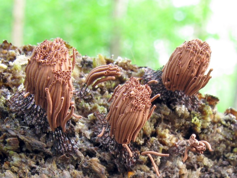 ВЕДЬМИНА рвота гриб