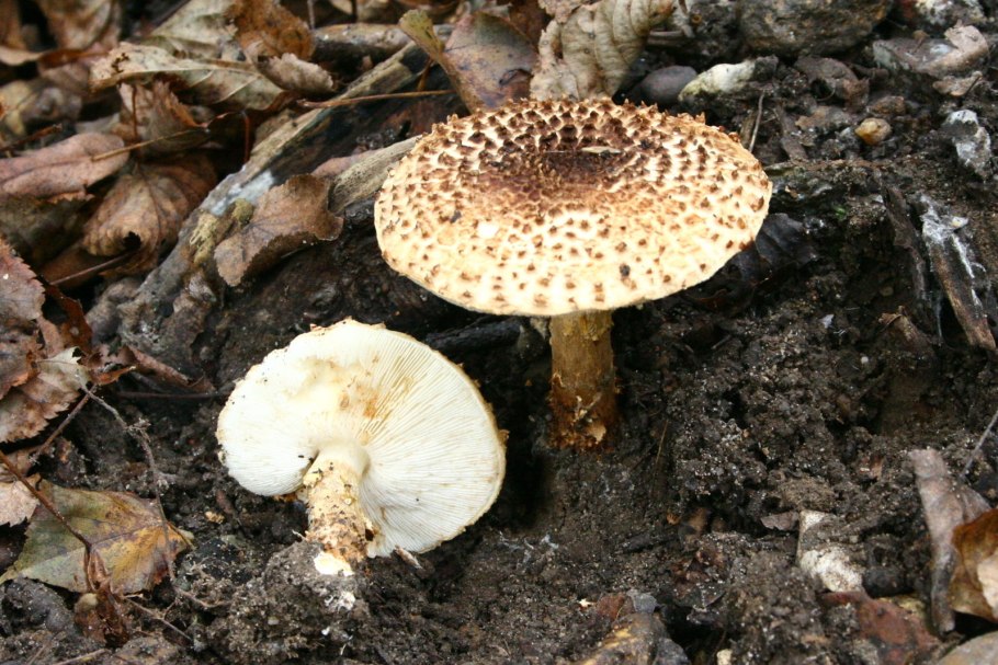 Lepiota cristata токсины