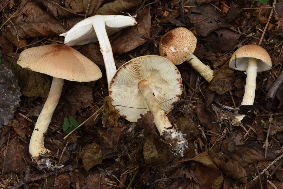 Зонтик пестрый Вишневский