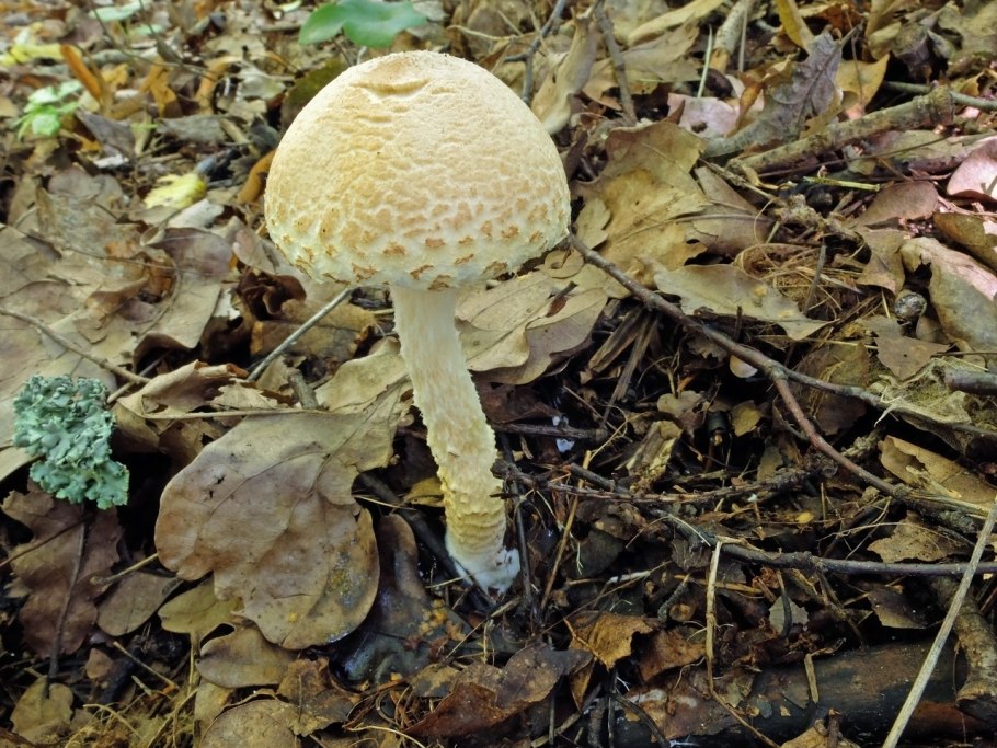 Лепиота паутинниковидная, Lepiota Cortinarius
