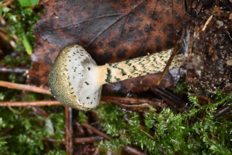 Лепиота моргана