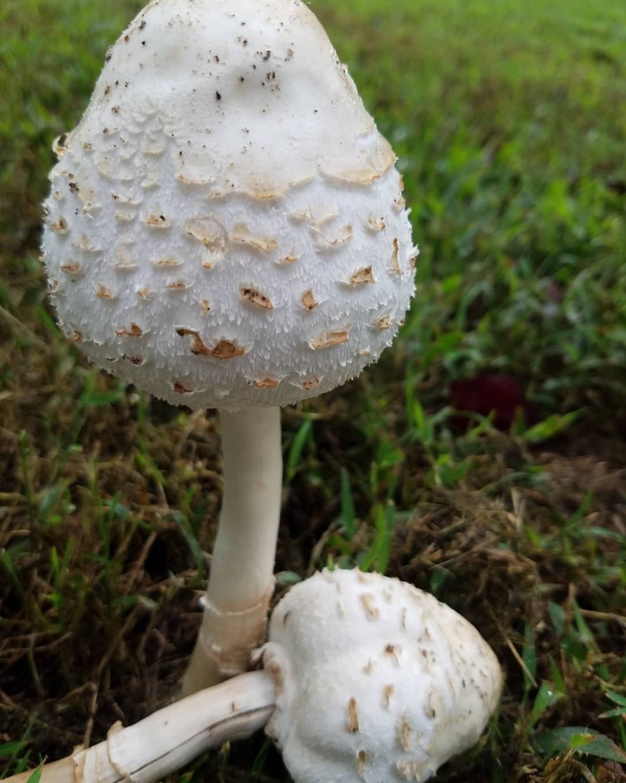 Лепиота Каштановая