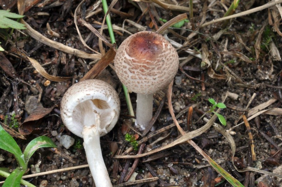 Лепиота шероховатая