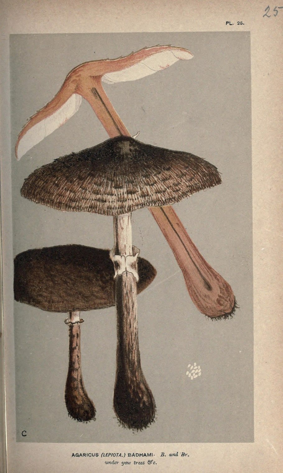 Handbook of british fungi