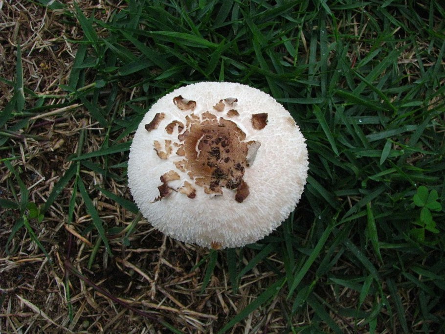 Лепиота Луговая съедобная