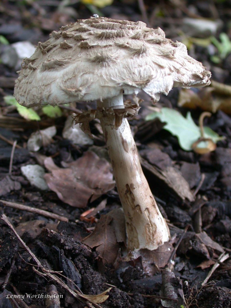 Зонтик пёстрый macrolepiota procera