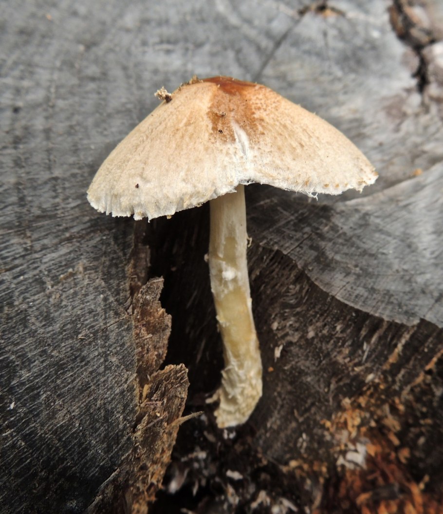 Lepiota oreadiformis