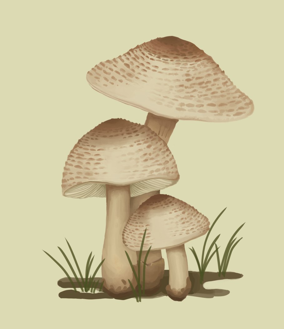 Гриб-зонтик девичий (macrolepiota puellaris)