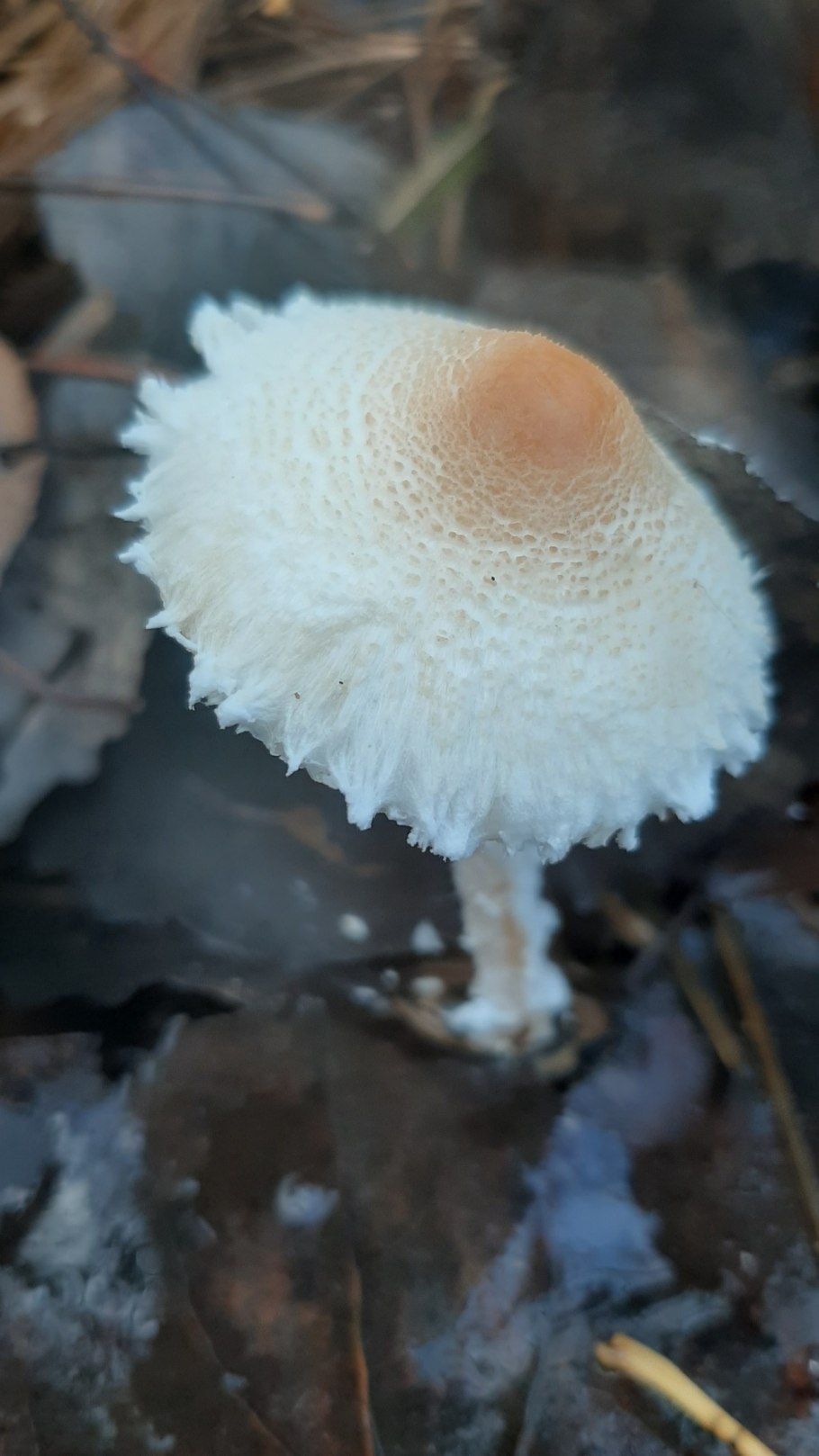 Лепиота гриб