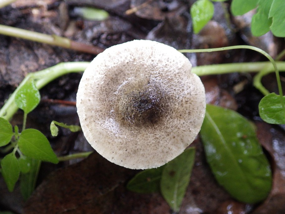 Lepiota grangei