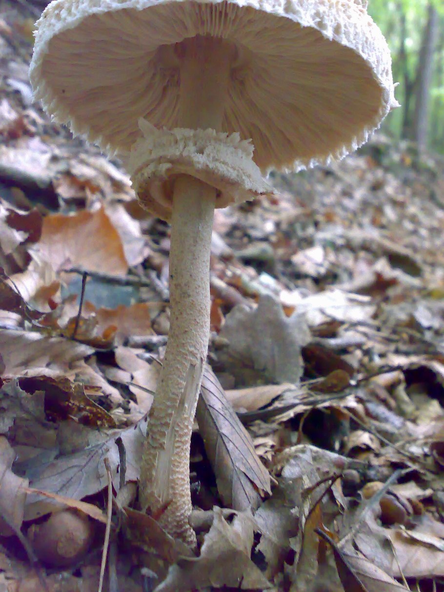 Зонтик пёстрый macrolepiota procera