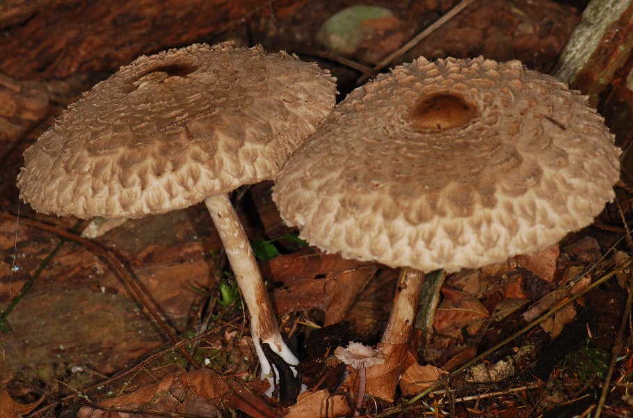 Редкие грибы Белоруссии фото и описание