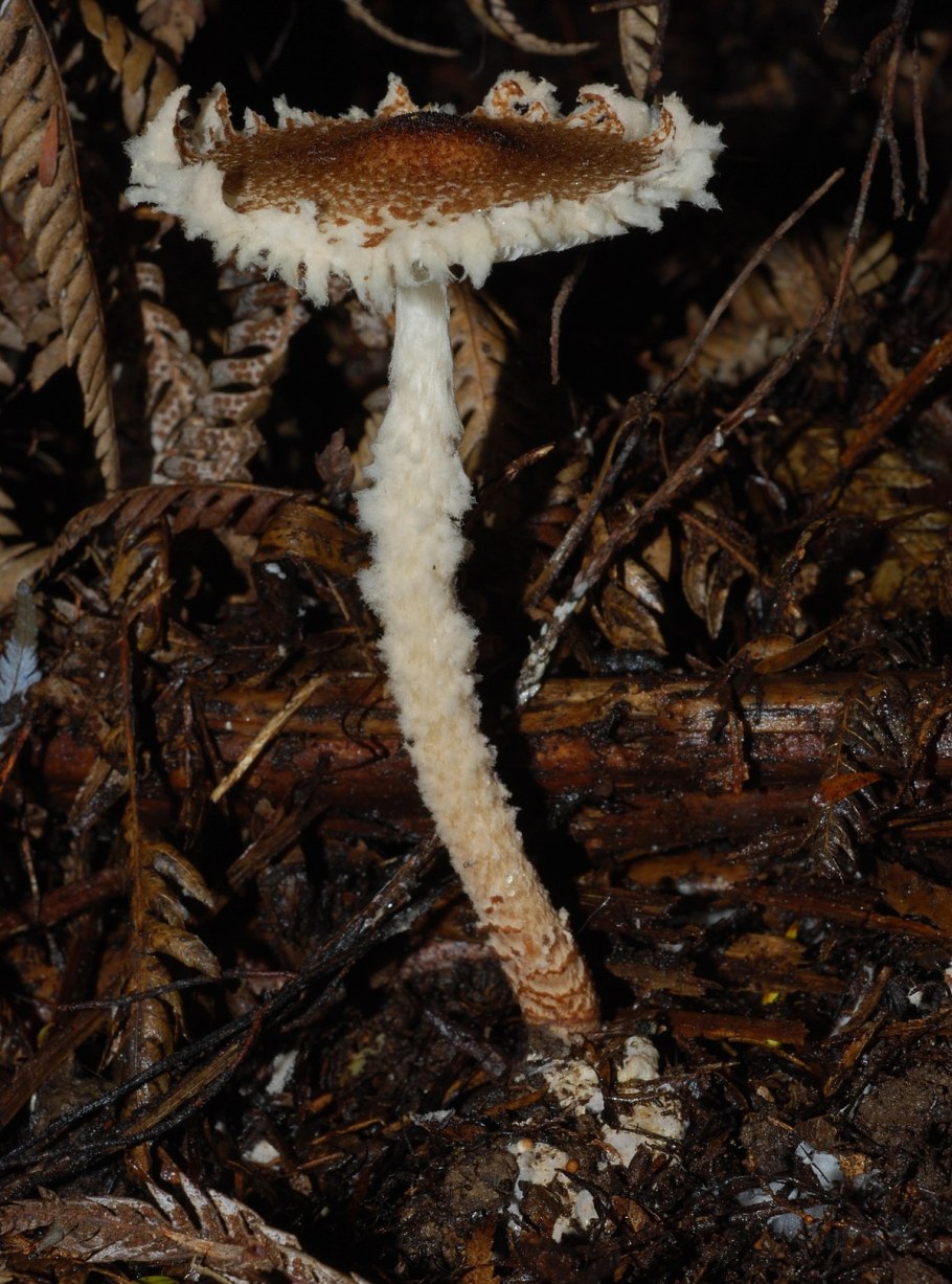 Лепиота древесинная