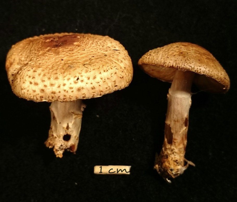 Шампиньон августовский agaricus augustus