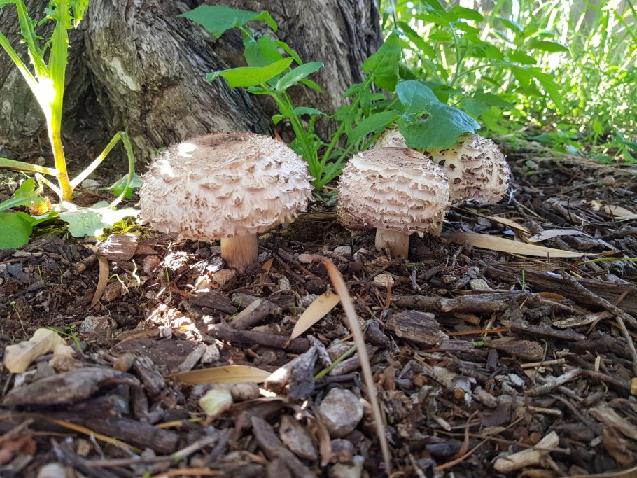Гриб зонтик краснеющий chlorophyllum rhacodes