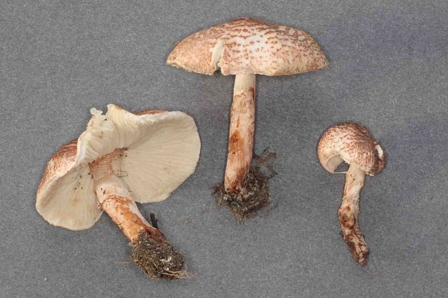 Loxophyllum meleagris