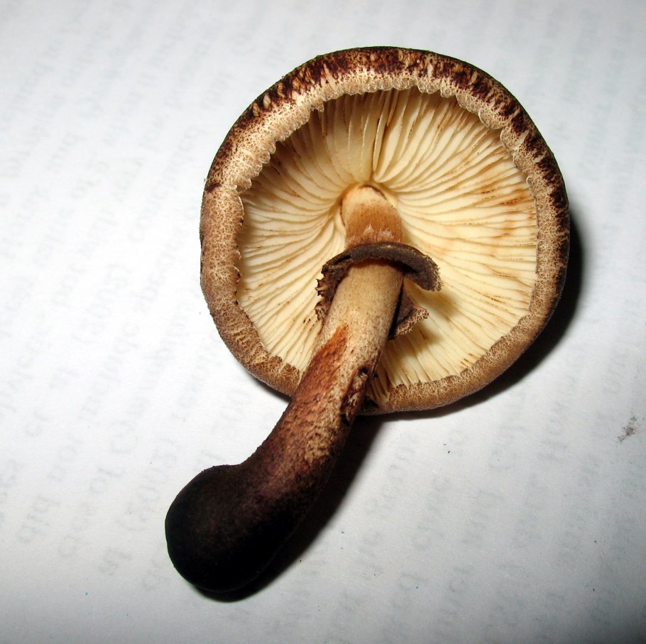 Гриб чешуйчатка обыкновенная pholiota squarrosa