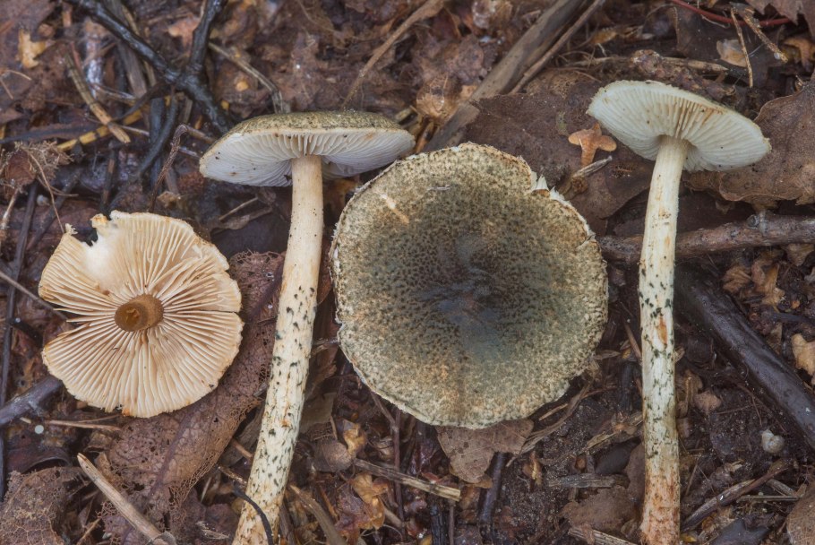 Лепиота луговая