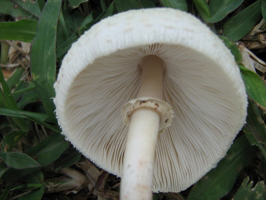 Лепиота щитковидная