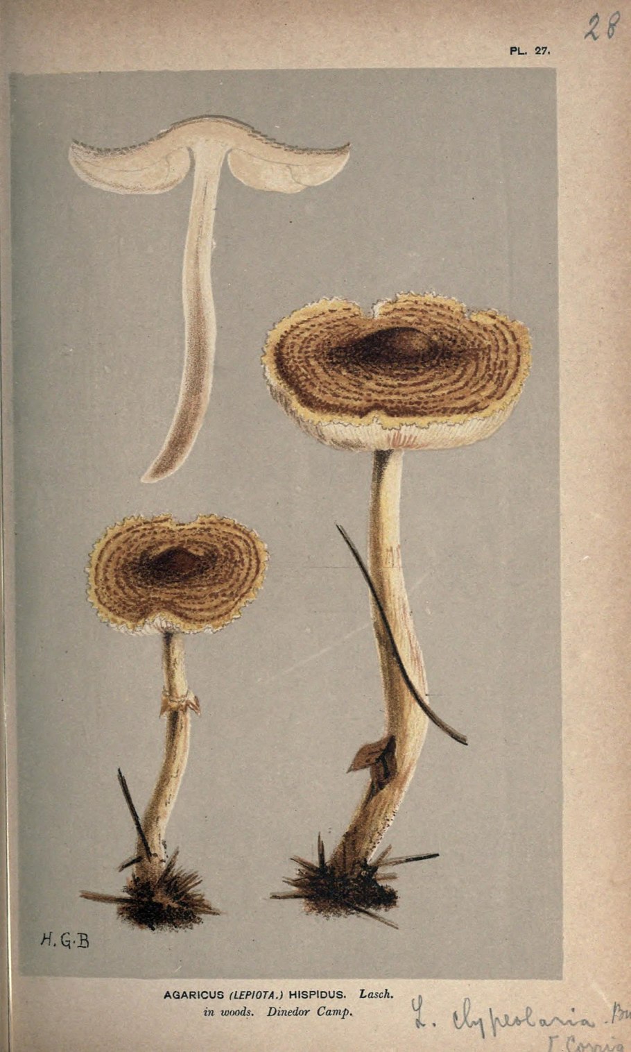 Illustrations of british fungi
