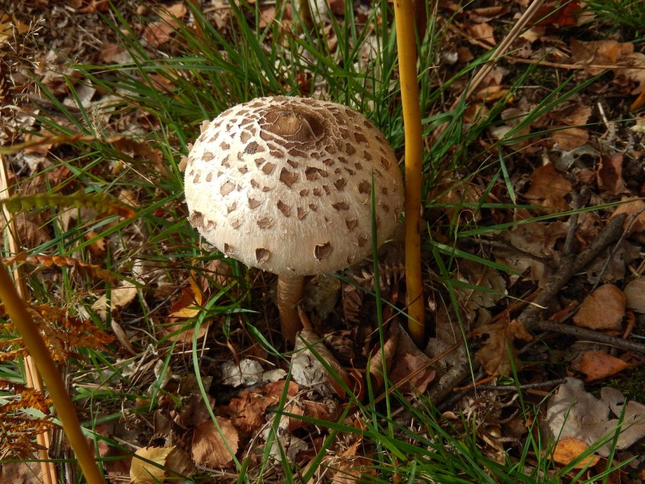 Гриб зонтик пёстрый macrolepiota procera