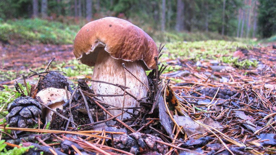 Белые грибы в лесу