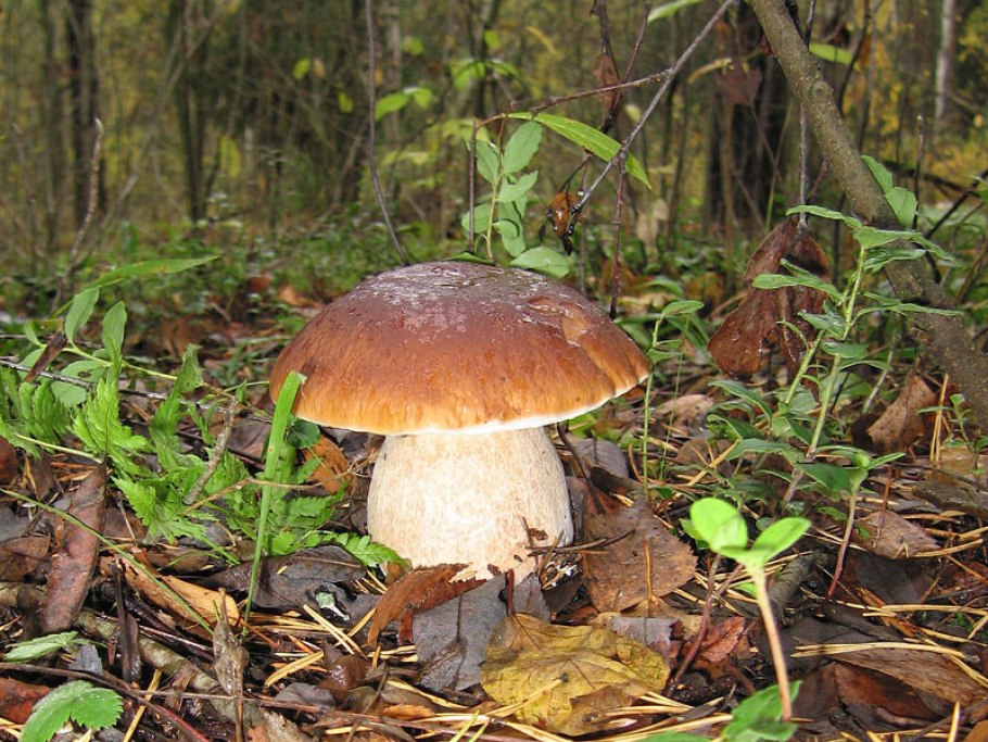 Боровик осенний